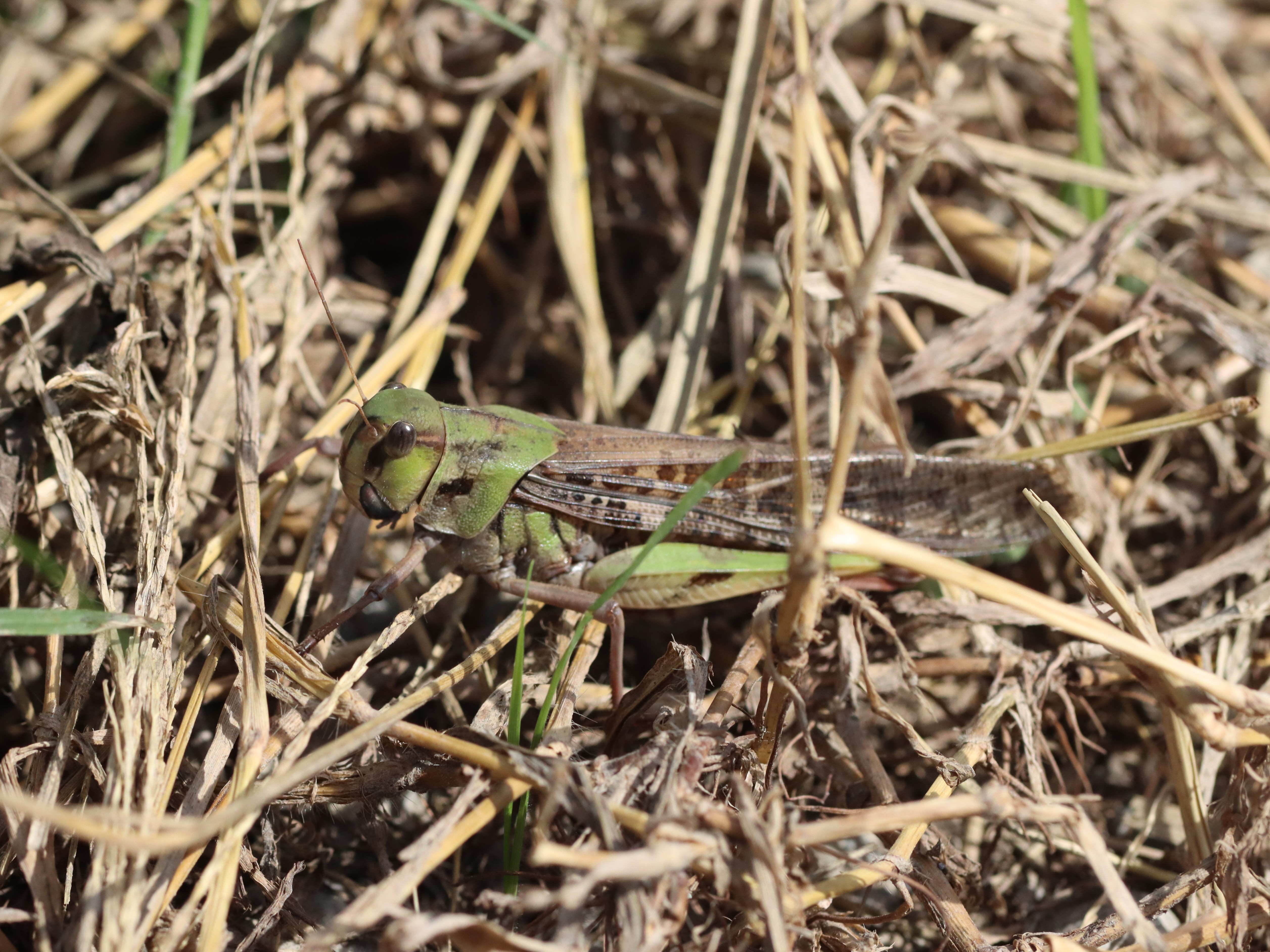 トノサマバッタ